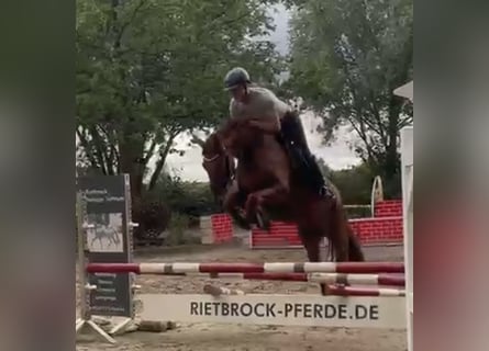 Hanoverian, Gelding, 4 years, 16.1 hh, Chestnut-Red