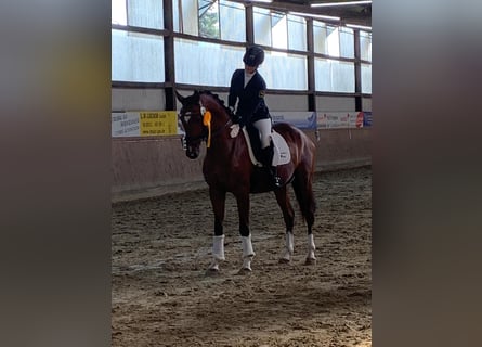 Hanoverian, Gelding, 4 years, 16,1 hh