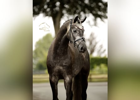Hanoverian, Gelding, 4 years, 16.1 hh, Grey-Dark-Tan