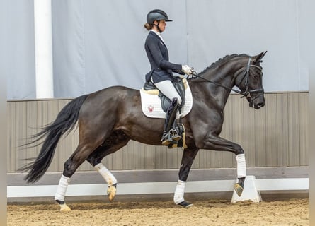 Hanoverian, Gelding, 4 years, 16.1 hh, Smoky-Black