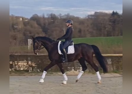 Hanoverian, Gelding, 4 years, 16,2 hh, Bay-Dark