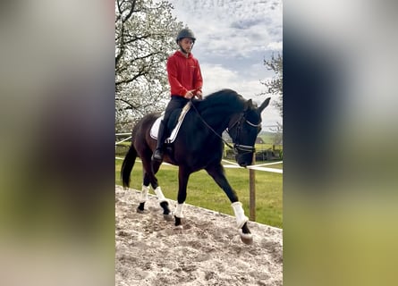 Hanoverian, Gelding, 4 years, 16.2 hh, Black