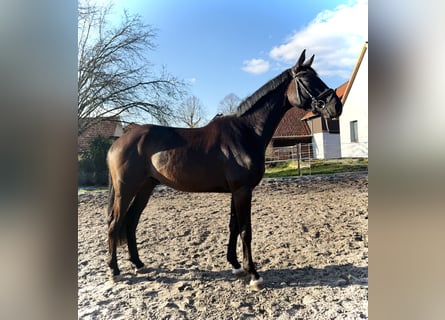 Hanoverian, Gelding, 4 years, 16.2 hh, Black