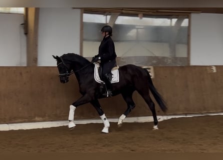 Hanoverian, Gelding, 4 years, 16.2 hh, Black