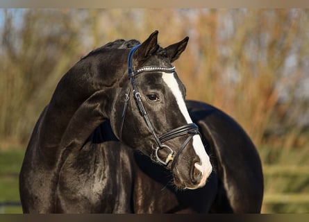 Hanoverian, Gelding, 4 years, 16.2 hh, Black