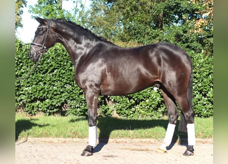 Hanoverian, Gelding, 4 years, 16.2 hh, Black