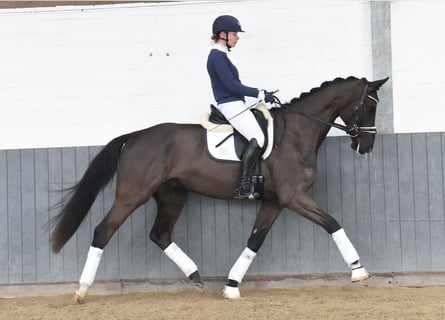 Hanoverian, Gelding, 4 years, 16,2 hh, Black