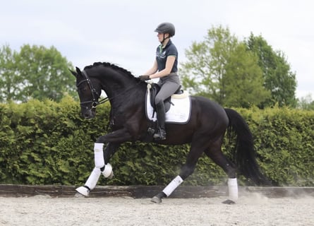 Hanoverian, Gelding, 4 years, 16,2 hh, Black