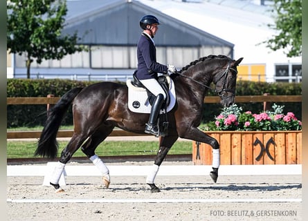 Hanoverian, Gelding, 4 years, 16,2 hh, Black