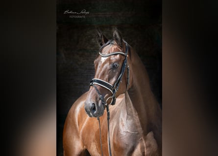 Hanoverian, Gelding, 4 years, 16,2 hh, Brown