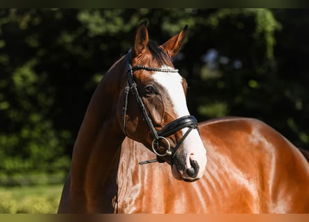 Hannoveraner, Wallach, 4 Jahre, 16,2 hh, Brauner