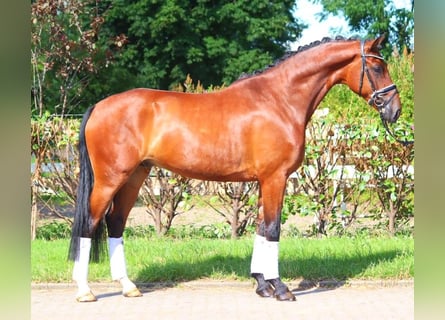 Hanoverian, Gelding, 4 years, 16,2 hh, Brown