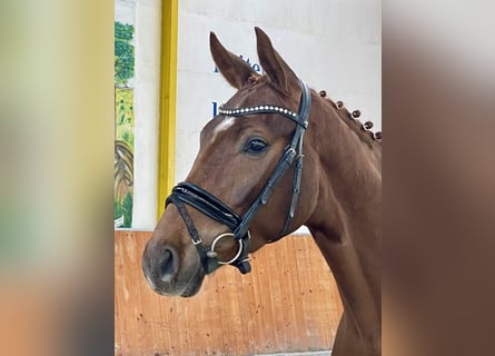 Hanoverian, Gelding, 4 years, 16.2 hh, Chestnut