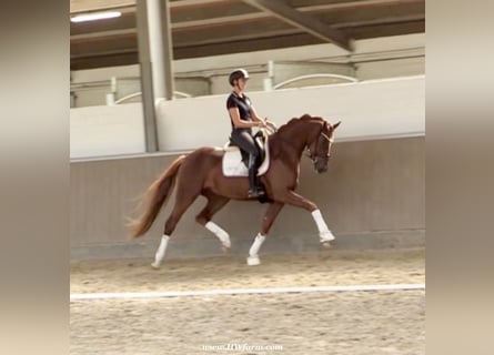 Hanoverian, Gelding, 4 years, 16,2 hh, Chestnut