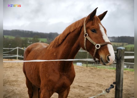 Hanoverian, Gelding, 4 years, 16,2 hh, Chestnut-Red