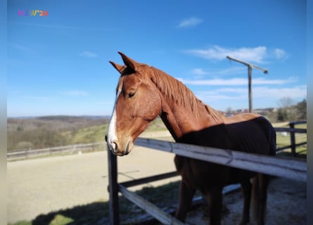 Hanoverian, Gelding, 4 years, 16,2 hh, Chestnut-Red