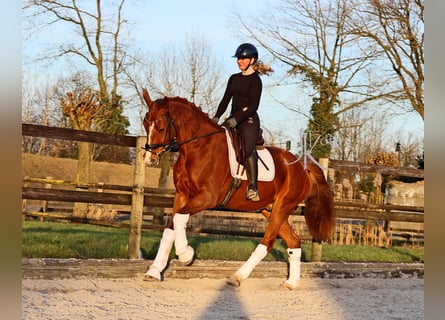 Hanoverian, Gelding, 4 years, 16,2 hh, Chestnut-Red