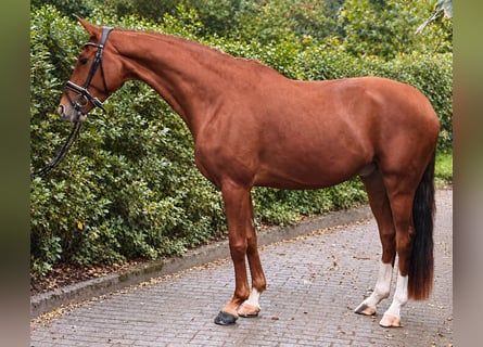 Hanoverian, Gelding, 4 years, 16.2 hh, Chestnut-Red