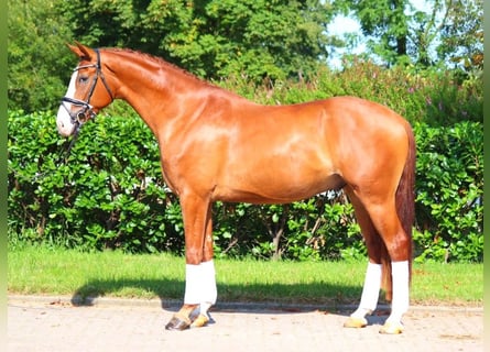 Hanoverian, Gelding, 4 years, 16,2 hh, Chestnut-Red