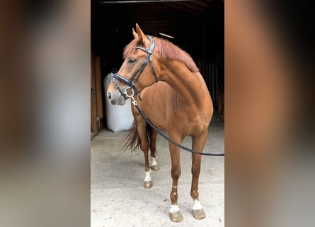 Hanoverian, Gelding, 4 years, 16.2 hh, Chestnut-Red