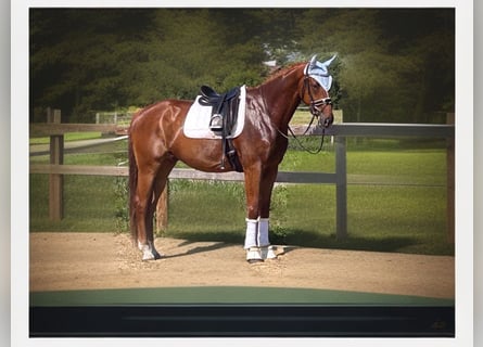 Hanoverian, Gelding, 4 years, 16,2 hh, Chestnut-Red