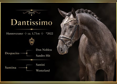 Hanoverian, Gelding, 4 years, 16.2 hh, Grey-Dark-Tan