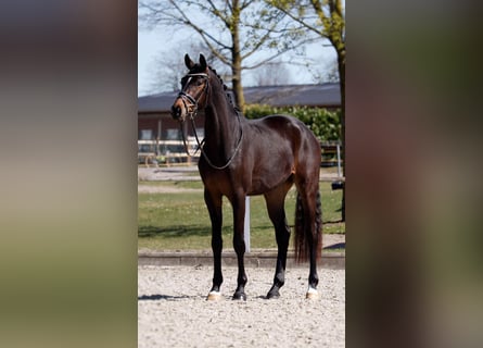 Hanoverian, Gelding, 4 years, 16.2 hh, Smoky-Black