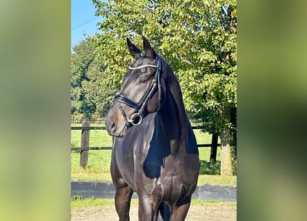 Hanoverian, Gelding, 4 years, 16.2 hh, Smoky-Black