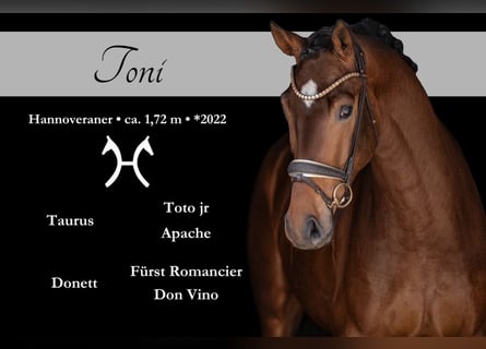 Hanoverian, Gelding, 4 years, 16.3 hh, Bay-Dark