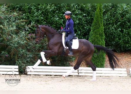 Hanoverian, Gelding, 4 years, 16.3 hh, Bay-Dark