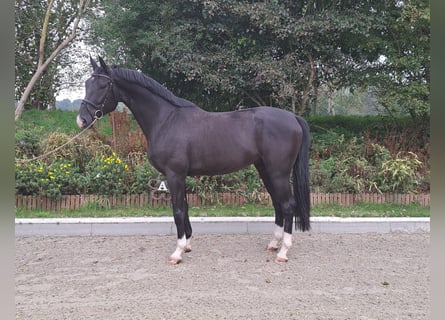 Hanoverian, Gelding, 4 years, 16,3 hh, Black