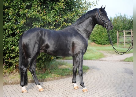 Hanoverian, Gelding, 4 years, 16,3 hh, Black