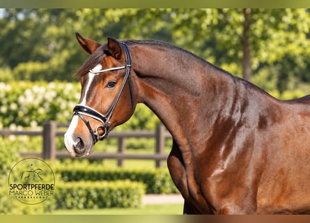 Hanoverian, Gelding, 4 years, 16.3 hh, Brown