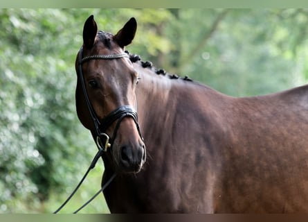 Hanoverian, Gelding, 4 years, 16,3 hh, Brown