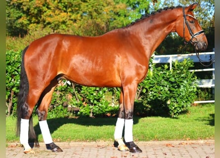 Hanoverian, Gelding, 4 years, 16,3 hh, Brown