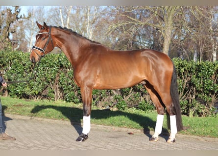 Hanoverian, Gelding, 4 years, 16,3 hh, Brown