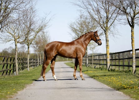 Hanoverian, Gelding, 4 years, 16.3 hh, Chestnut-Red