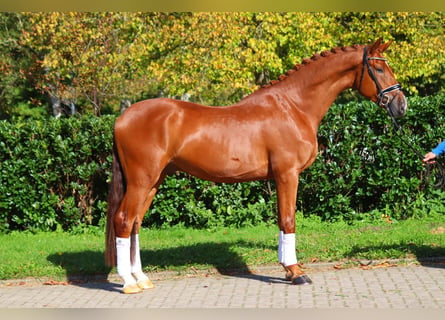 Hanoverian, Gelding, 4 years, 16,3 hh, Chestnut-Red