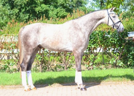 Hanoverian, Gelding, 4 years, 16,3 hh, Gray