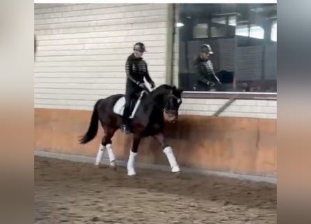 Hanoverian, Gelding, 4 years, 16 hh, Bay-Dark