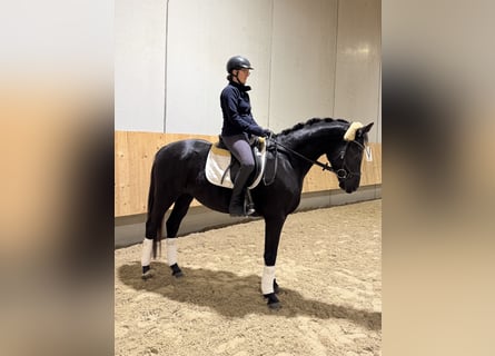 Hanoverian, Gelding, 4 years, 16 hh, Black