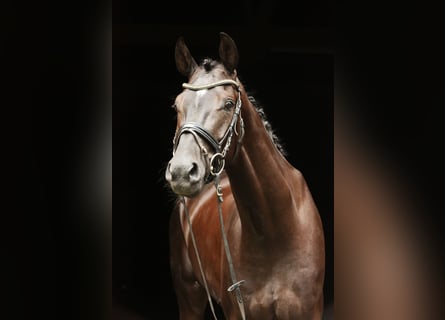 Hanoverian, Gelding, 4 years, 16 hh, Black