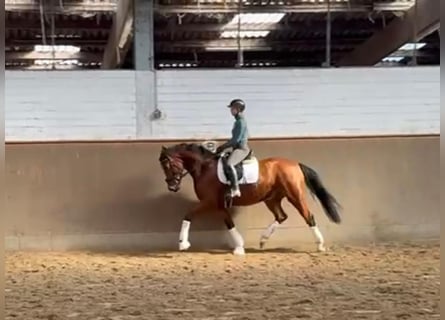 Hanoverian, Gelding, 4 years, 16 hh, Brown