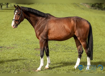 Hanoverian, Gelding, 4 years, 16 hh, Brown