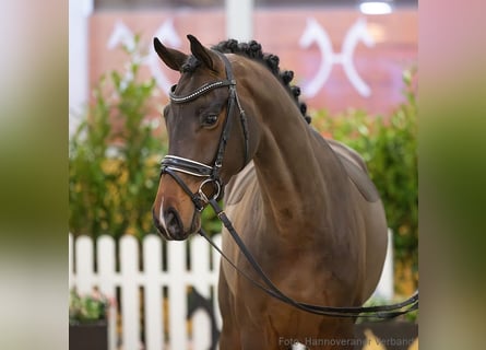 Hanoverian, Gelding, 4 years, 16 hh, Brown