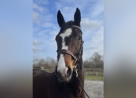 Hanoverian, Gelding, 4 years, 16 hh, Brown