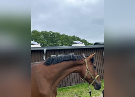 Hanoverian, Gelding, 4 years, 16 hh, Brown