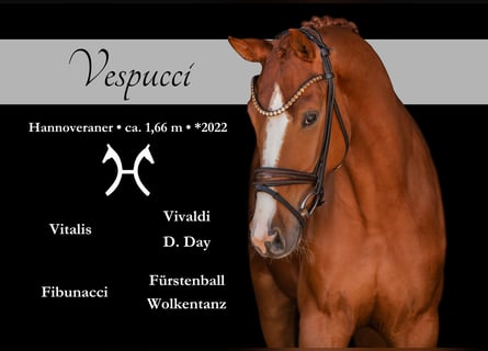 Hanoverian, Gelding, 4 years, 16 hh, Chestnut-Red