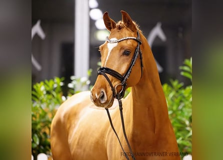 Hanoverian, Gelding, 4 years, 16 hh, Chestnut-Red