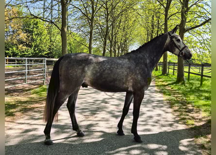 Hanoverian, Gelding, 4 years, 16 hh, Gray-Dapple